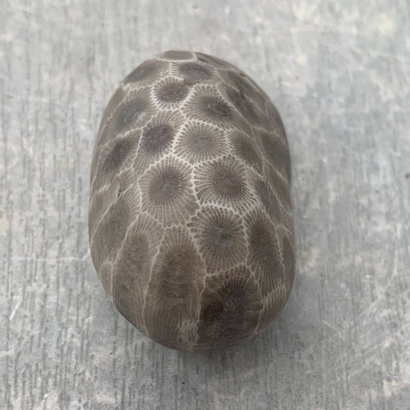 Petoskey stone - Picture 5 of 10
